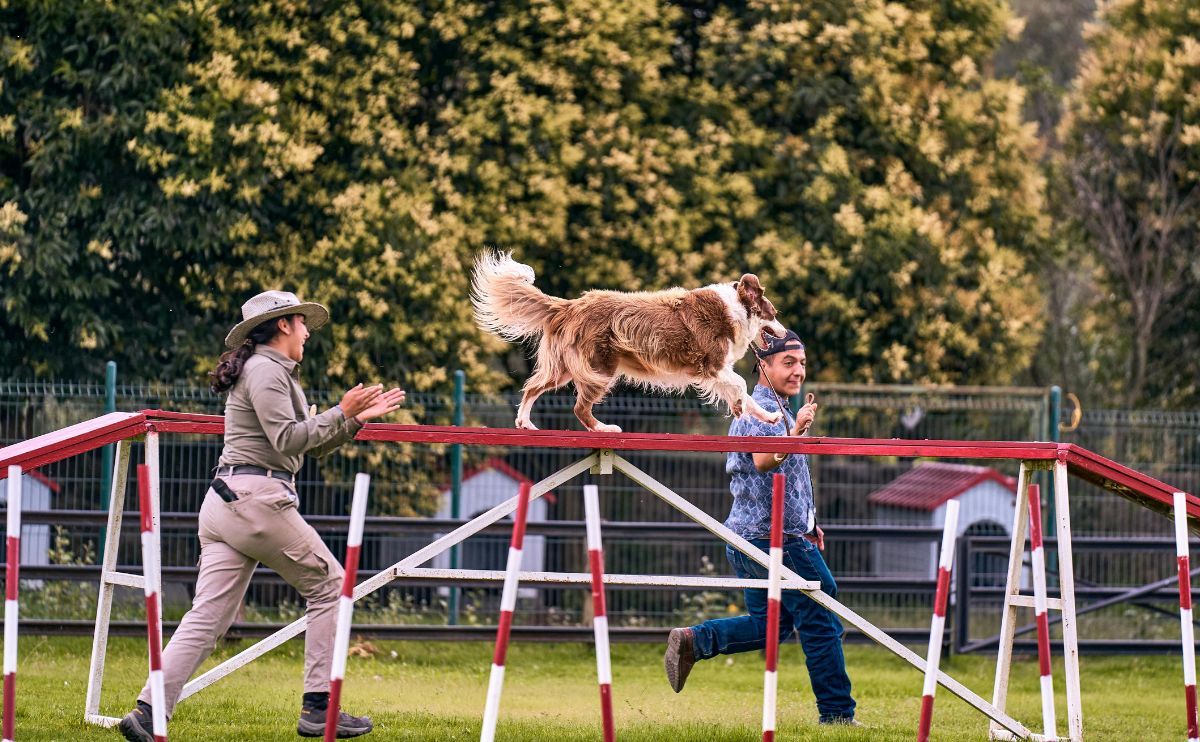 Activity for Dogs: What Are the Best Exercises and Common Mistakes?