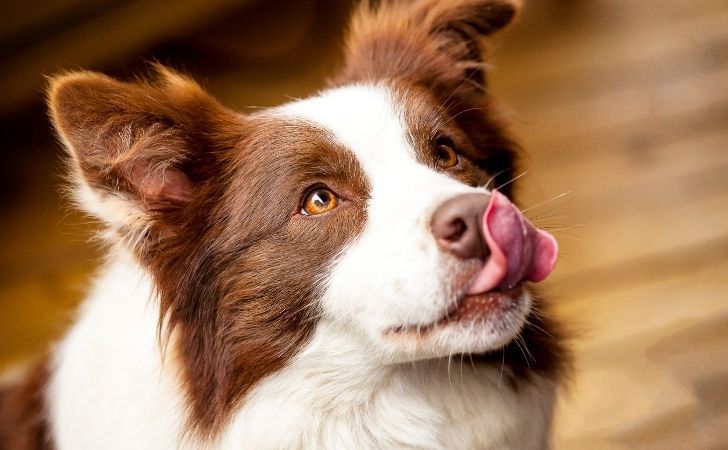 Adoption d&rsquo;un chien : le Border Collie encore dans les races de chien préférées des Français