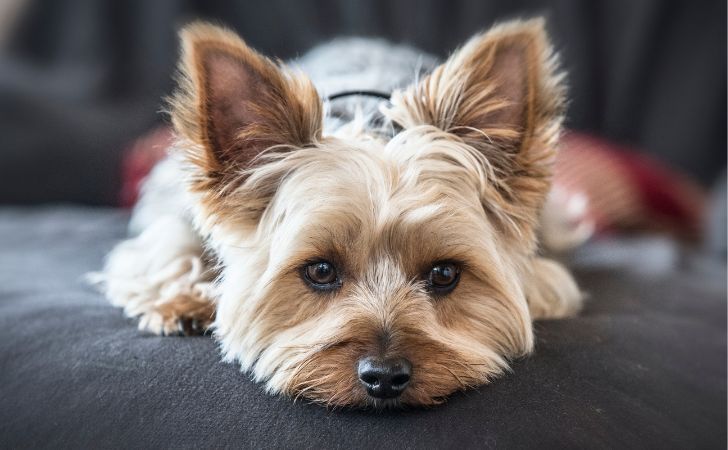 Adopter un chien : en 2024, le Yorkshire terrier a fait partie des races les plus adoptées par les Français