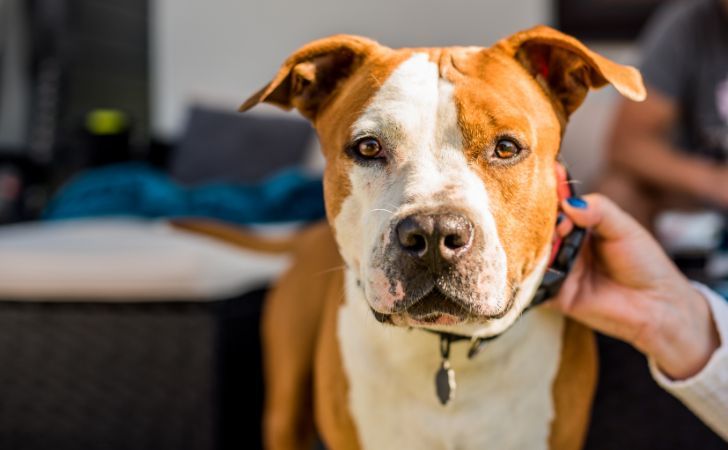 AirTag para perro o Minitailz: ¿cuál elegir para asegurar la seguridad de mi perro? 