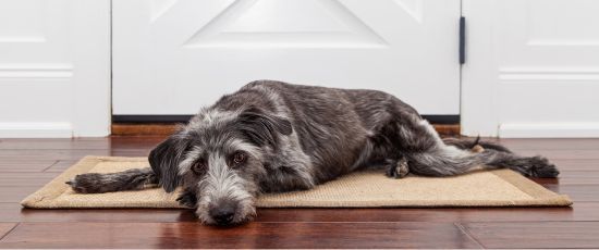 Die Zahlen der Tierquälerei und Hunde