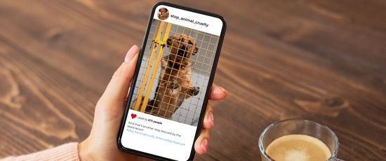 Sensibilisierung für Tierquälerei und Hunde