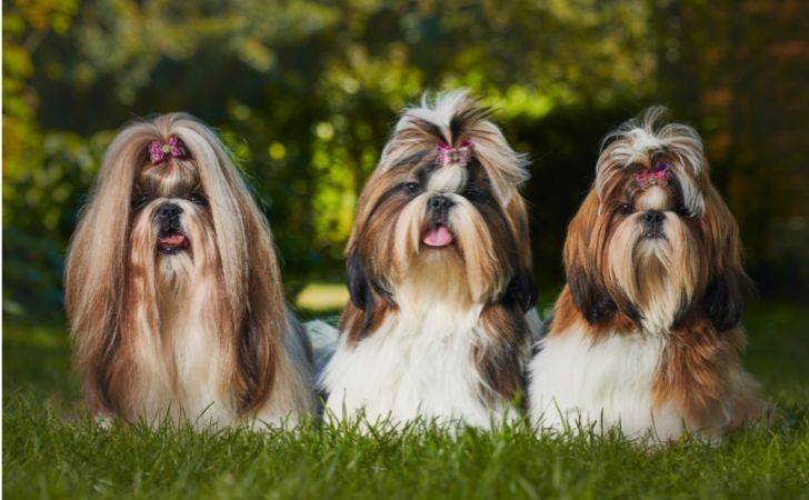 Chinesische Hunderassen: Kennen Sie den &ldquo;Löwenhund&rdquo;?