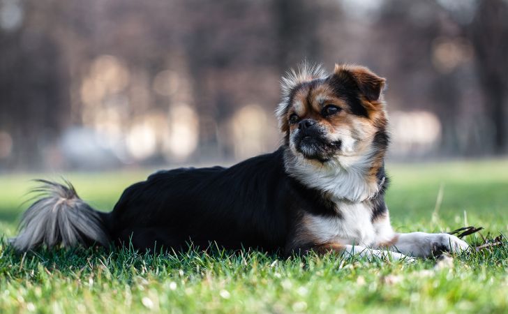 Chinesische Hunderassen: Der Tibet Spaniel ist ideal für Familien, die einen Hund aus Asien adoptieren möchten