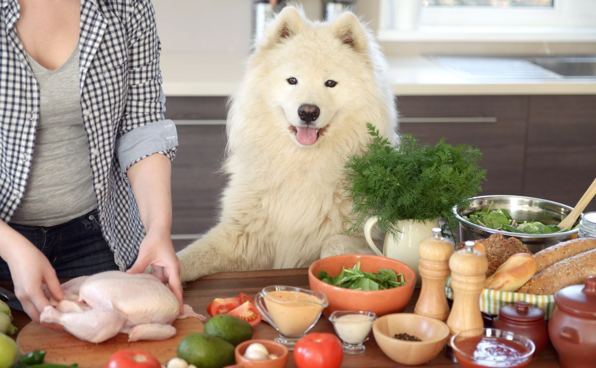 Croquettes pour chien, pâtée, fait maison : quelle est l&rsquo;alimentation la plus saine pour mon chien ?