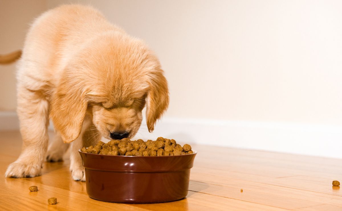 Croquettes pour chien, pâtée, fait maison : comment choisir l&rsquo;alimentation la plus saine pour mon chien ?