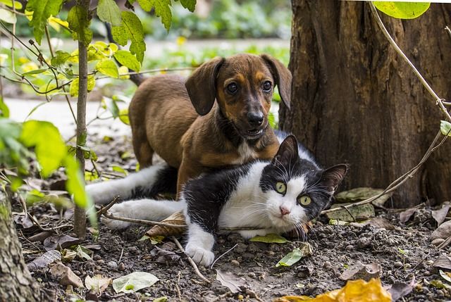 Charakter Dackel: ein Hund, der Schwierigkeiten hat, sich an andere Tiere anzupassen