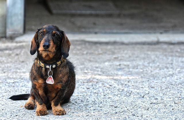 Charakter Dackel: der Dackel ist ein Hund mit starkem Charakter