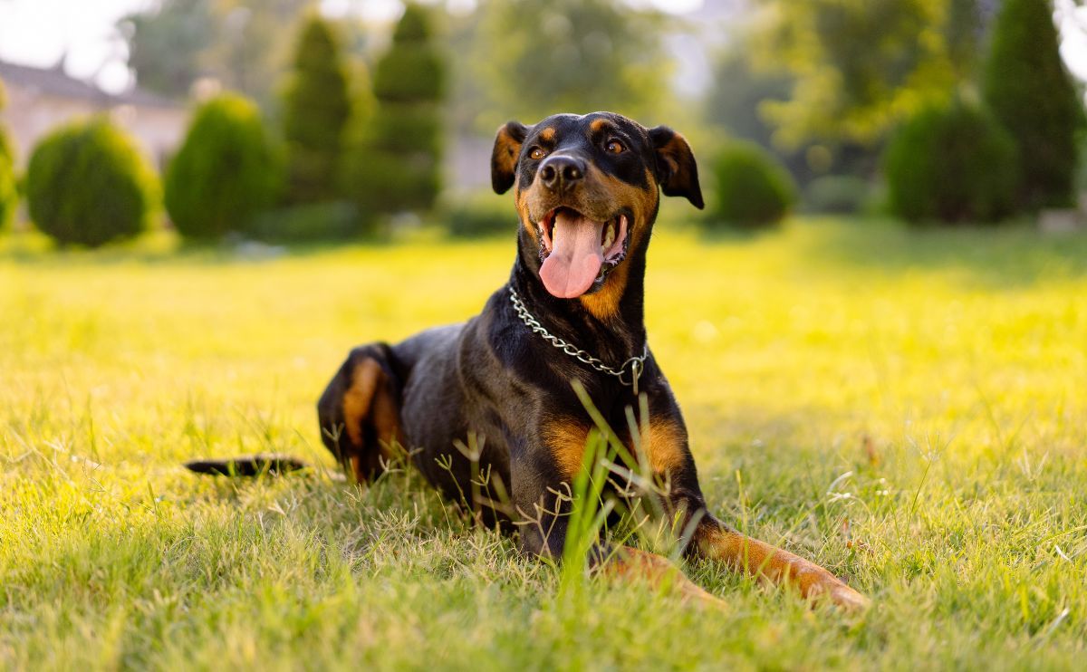 Discover Working Dogs: Breeds That Save Lives and Protect Our World