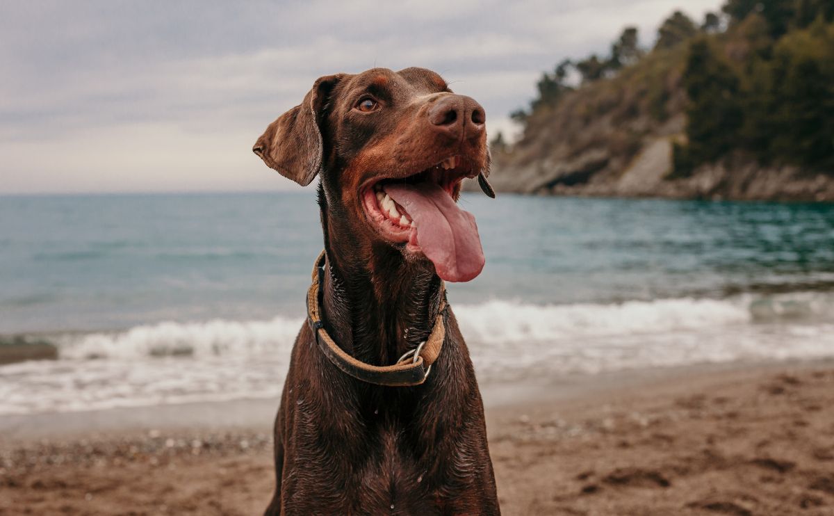 Doberman without dilated cardiomyopathy on the beach