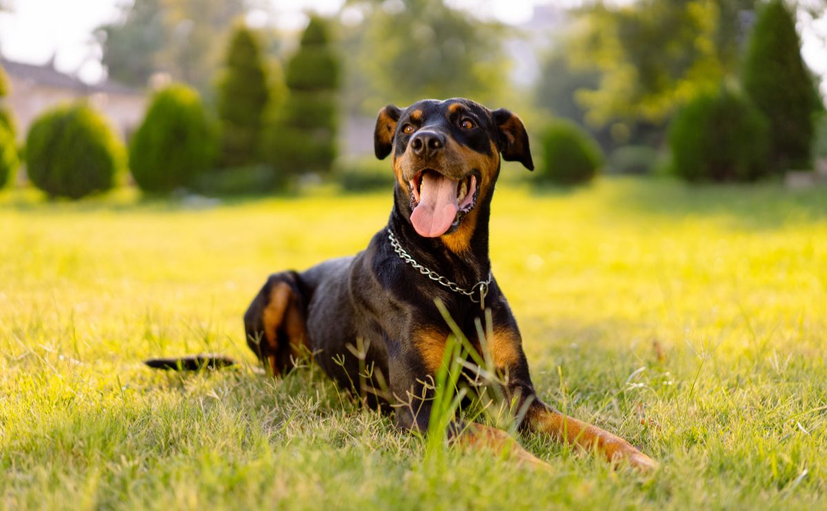 Doberman without dilated cardiomyopathy in a field of yellow flowers