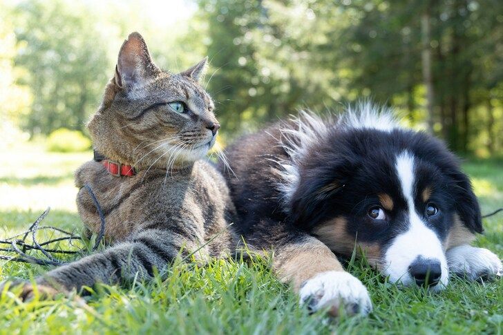 Perro y gato: la convivencia es posible