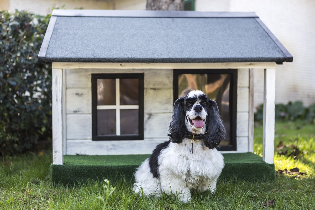 pensión para perros: la perrera se encarga de todo