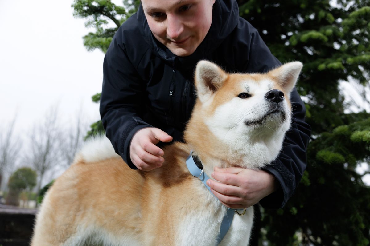 Akita Inu: all about Invoxia&rsquo;s mascot