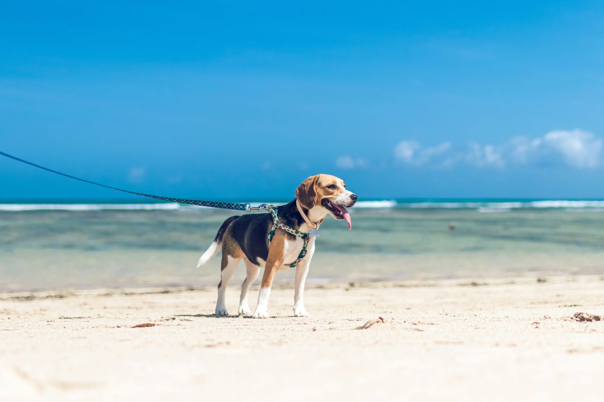 Le Beagle vous coûte en moyenne 1000€ sur une année