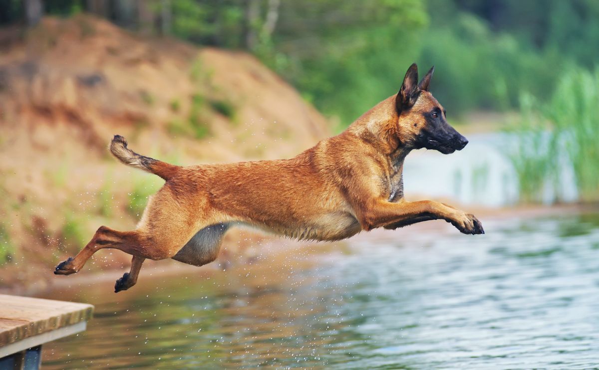 Malinois: Wie viel Bewegung braucht diese Hunderasse wirklich?