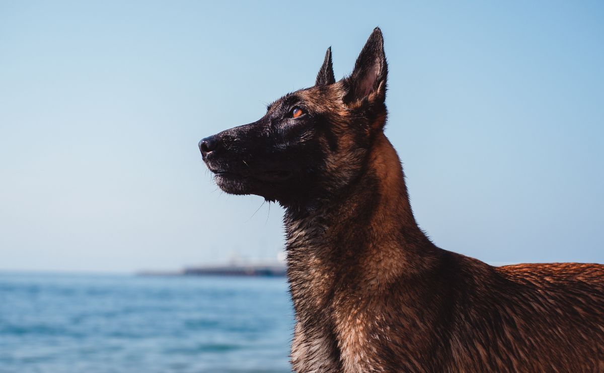Malinois: Wesen, Gesundheit, Erziehung und Budget