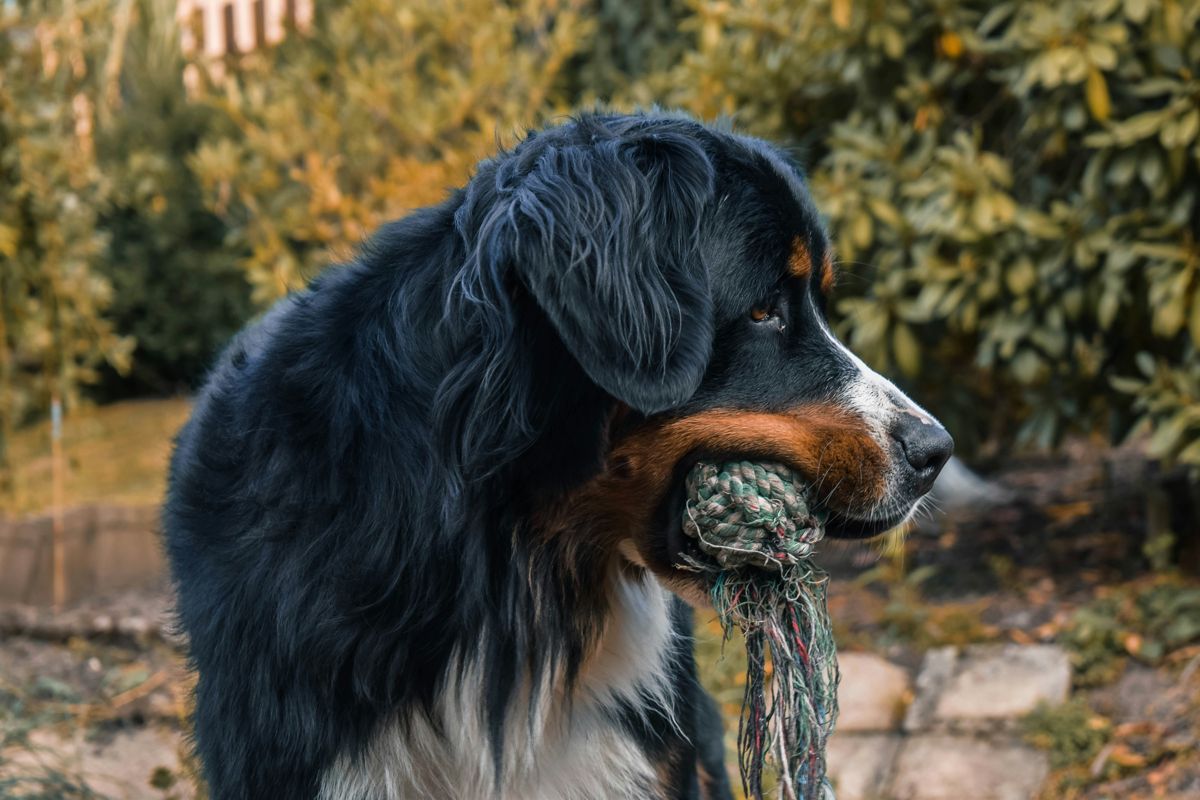 Bernese Mountain Dog: provide a balanced diet and take care of its fragile health