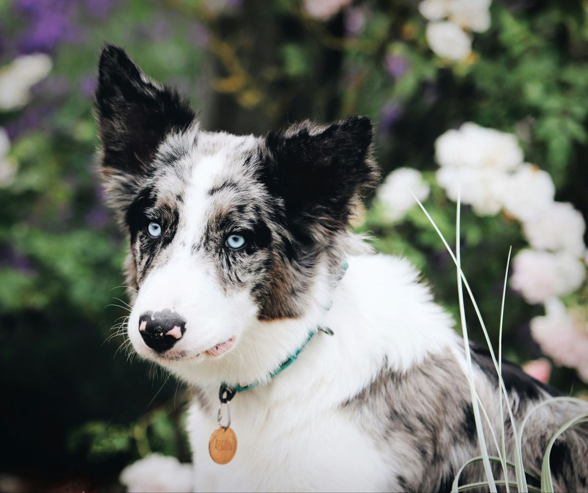 Blue merle Border Collie with blue eyes