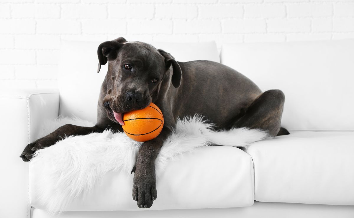 Cane Corso: is this dog breed right for you?