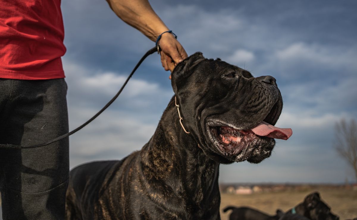 Cane Corso: how to train my dog?