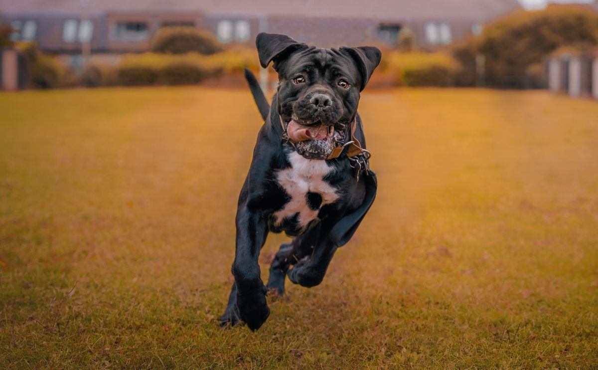 Cane Corso: origins, character, health, training, costs