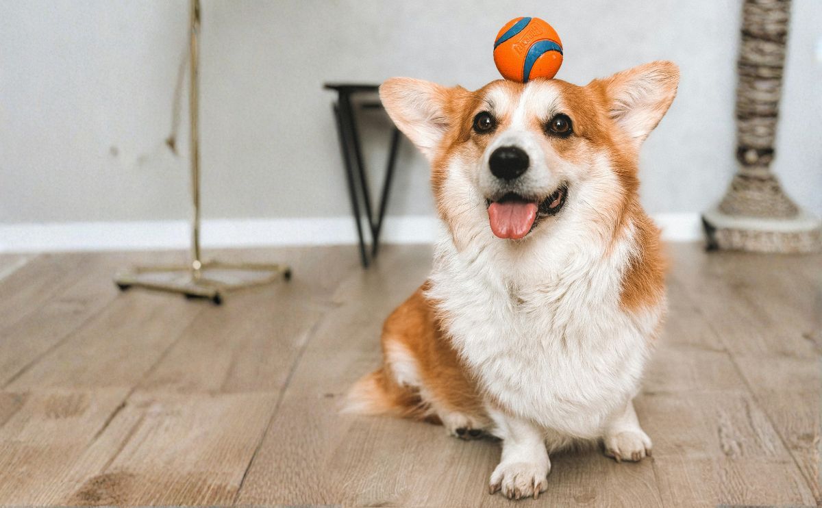 Welsh Corgi Cardigan: avoid overweight with simple activities