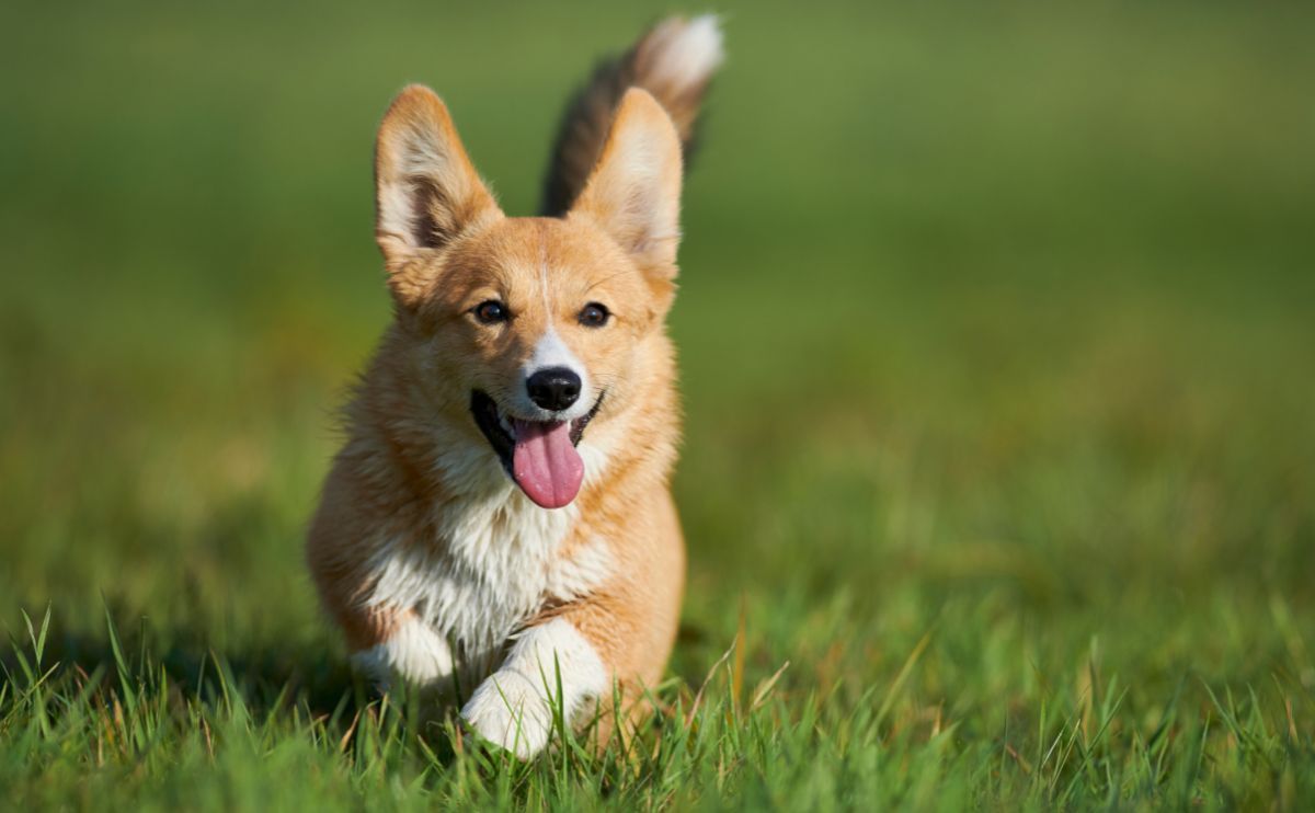 Welsh Corgi Cardigan: characteristics, health, cost