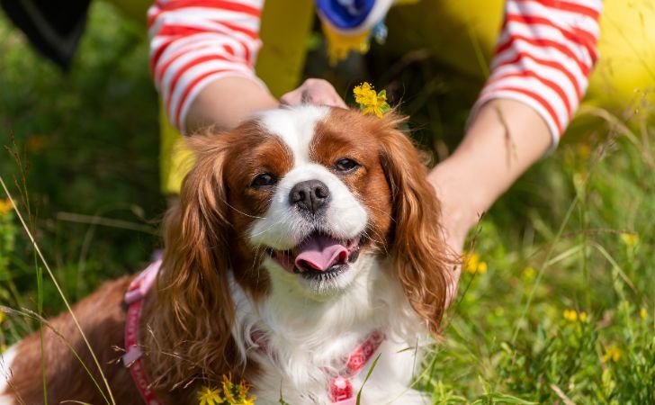 Cavalier King Charles: the companion that brings love and joy to the whole family