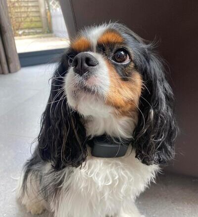 Cavalier King Charles portant Minitailz, la montre connectée pour chien