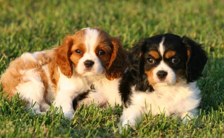 Cavalier King Charles with different coat colors
