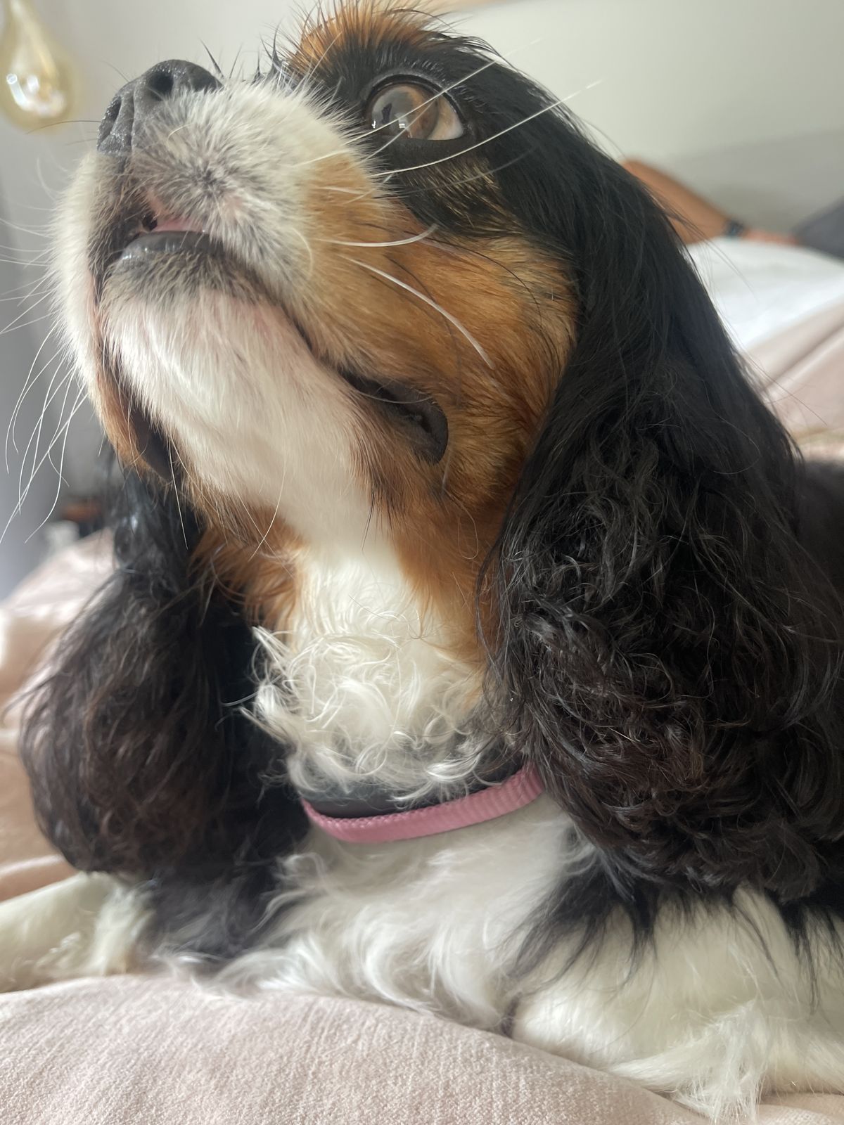 Cavalier King Charles wearing Minitailz, the connected watch for dogs