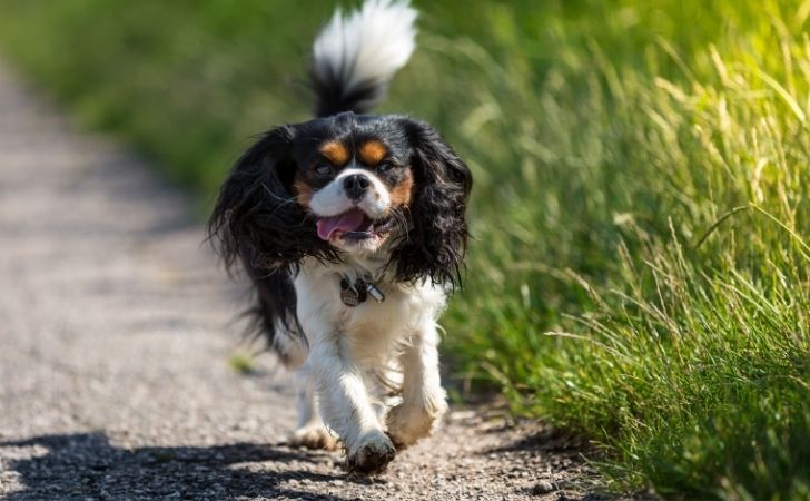 Cavalier King Charles running happily