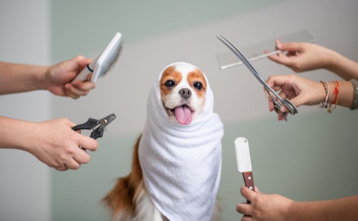 Cavalier King Charles: care and hygiene