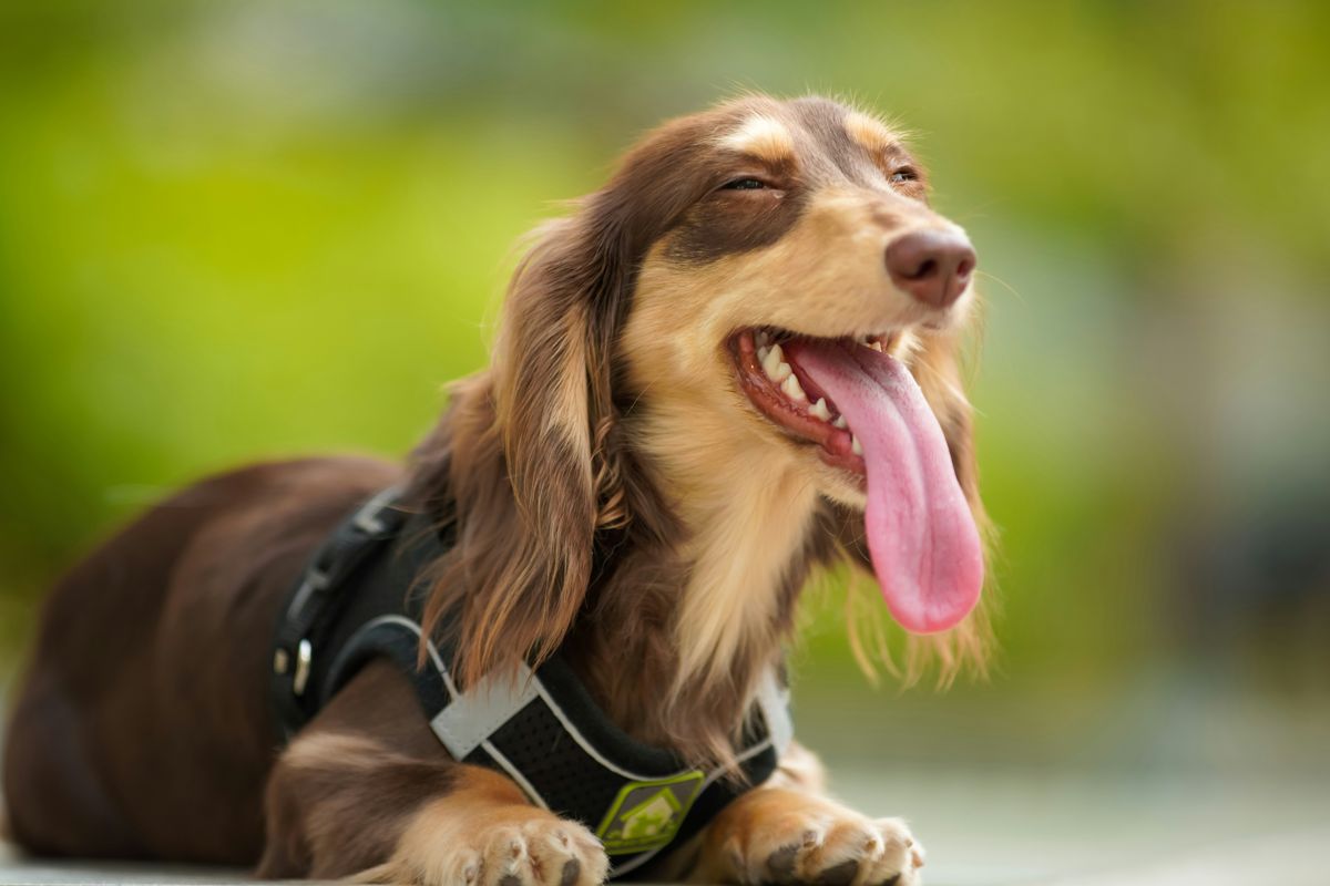 Dachshund: grooming and hygiene