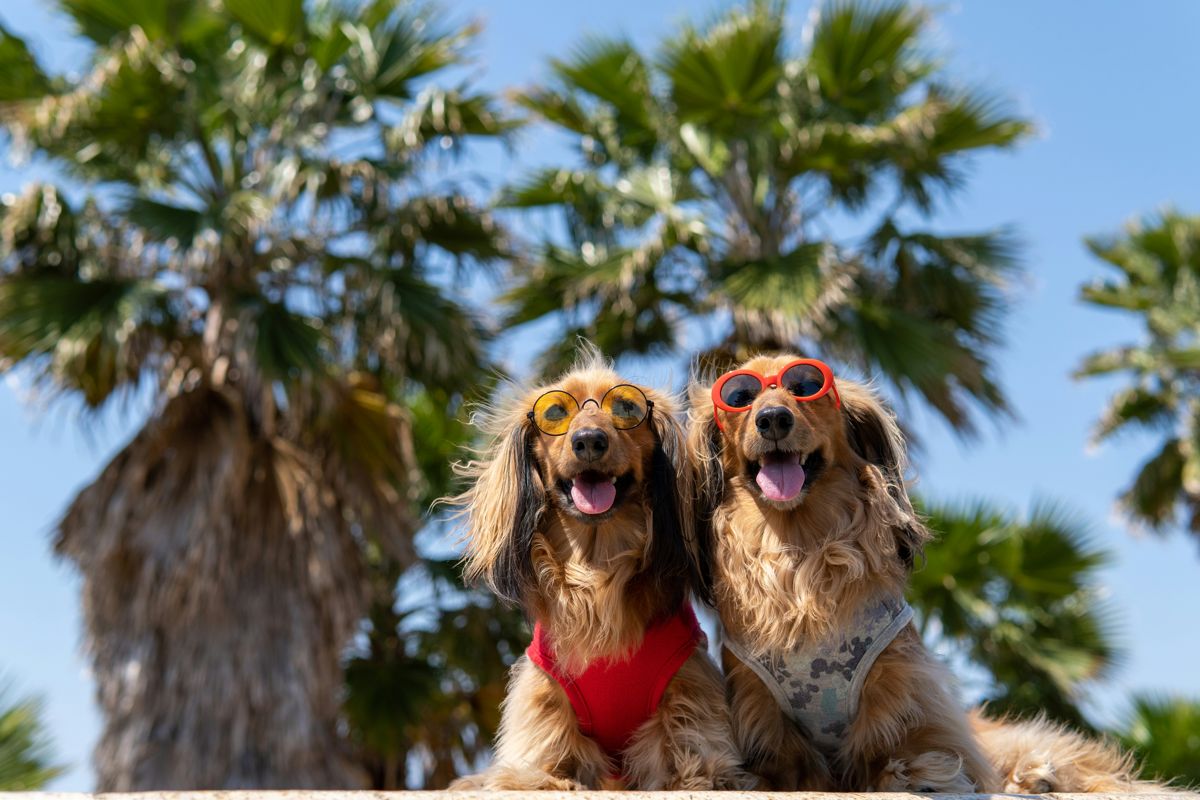 Dachshund - family dog breed
