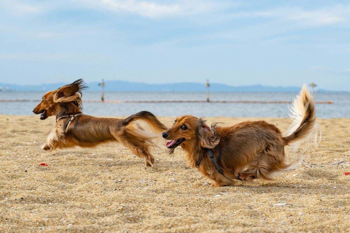 Dachshund - energetic dog breed