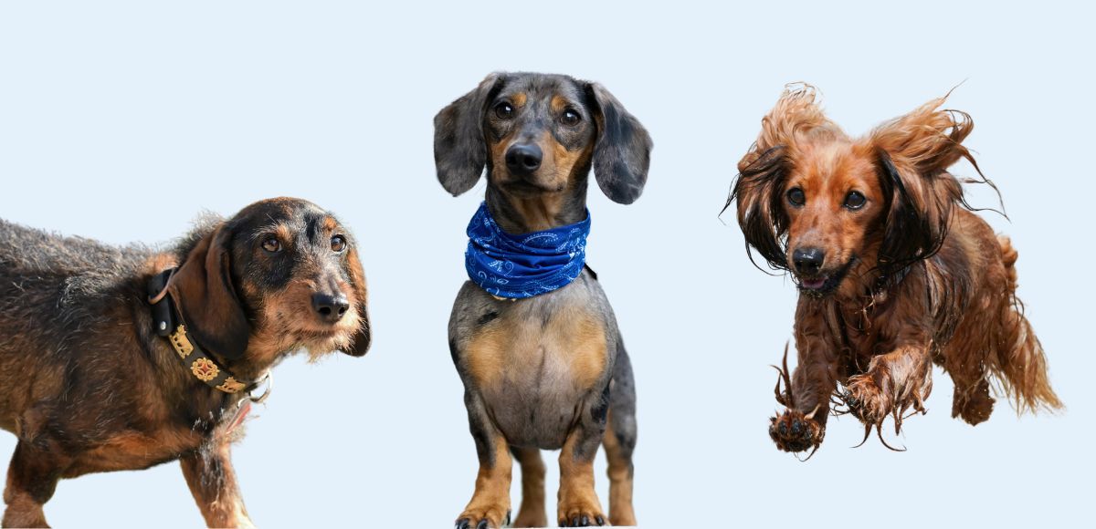 The different types of Dachshund