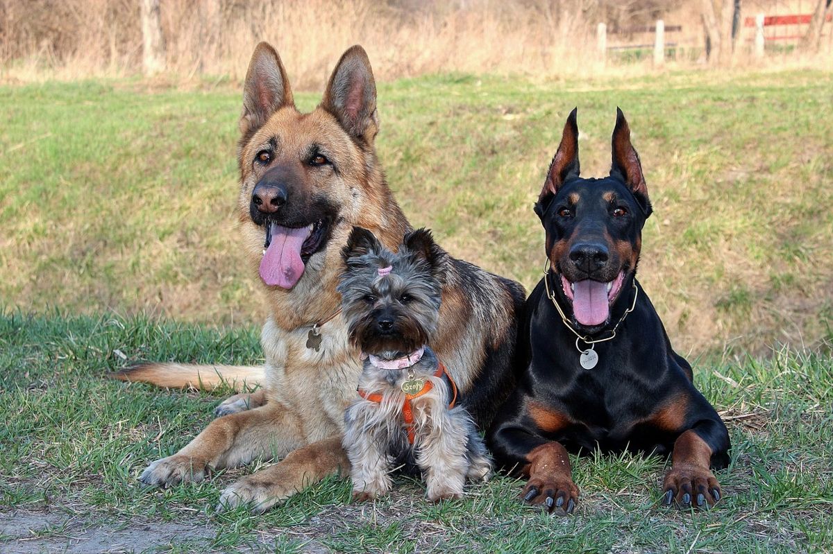 Dobermann: eine frühzeitige Sozialisierung ermöglicht es ihm, sich mit anderen Tieren zu vertragen