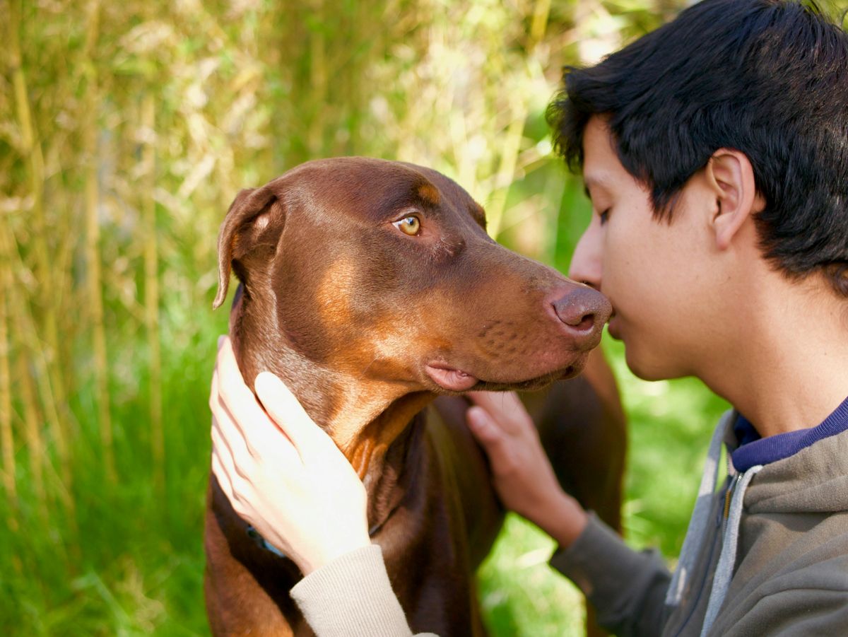 Dobermann: sein Fell variiert, aber die häufigsten Farben sind Schwarz und Loh sowie Braun und Loh