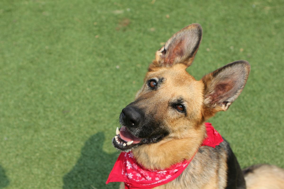 Deutscher Schäferhund: Pflege und Hygiene der Rasse