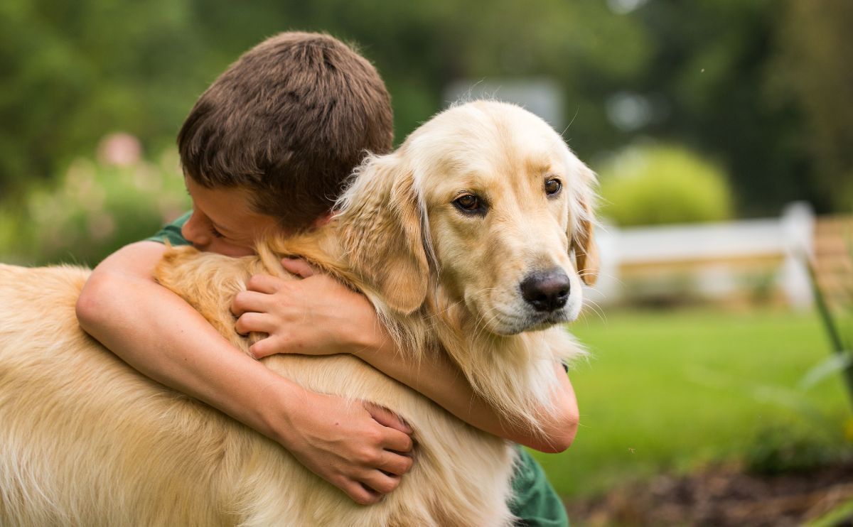 Golden Retriever: der perfekte Familienhund