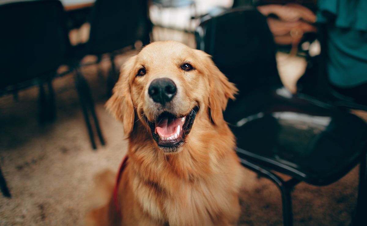 Golden Retriever: Hygiene und Pflege