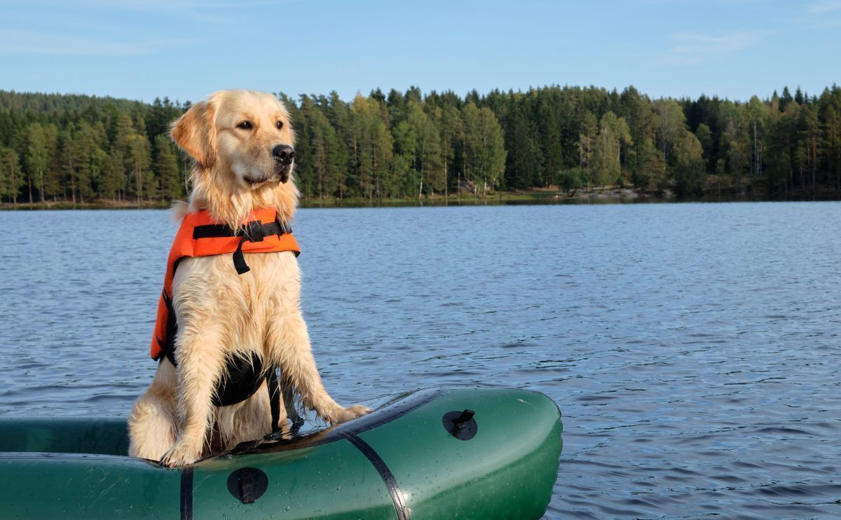 Golden Retriever: Charakter, Verhalten, Gesundheit, Preis &hellip; Entdecken Sie diesen so beliebten Hund!