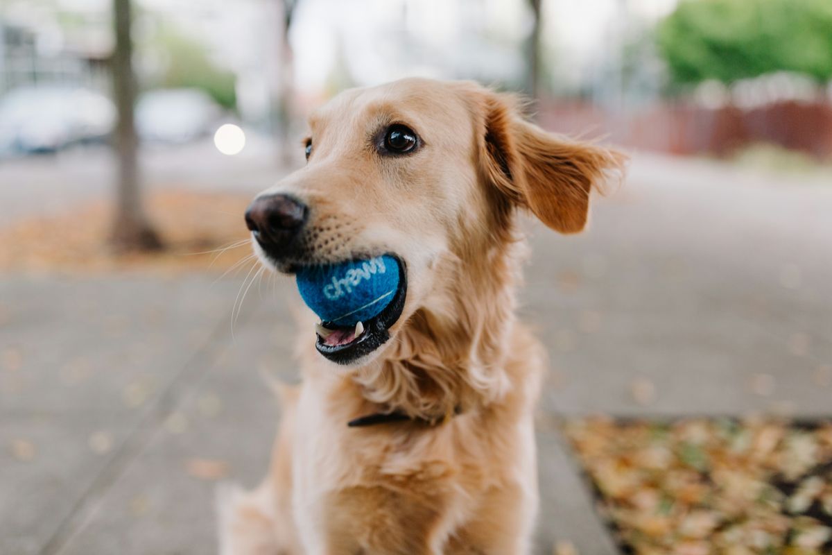 The Labrador has an estimated annual cost between $880 and $2,200