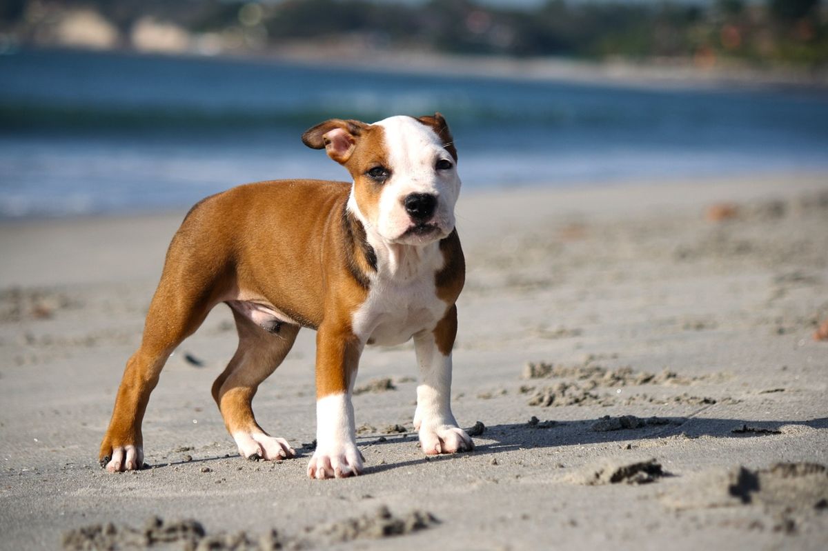 Adopting a Pitbull costs you an average of $1,200 in a shelter