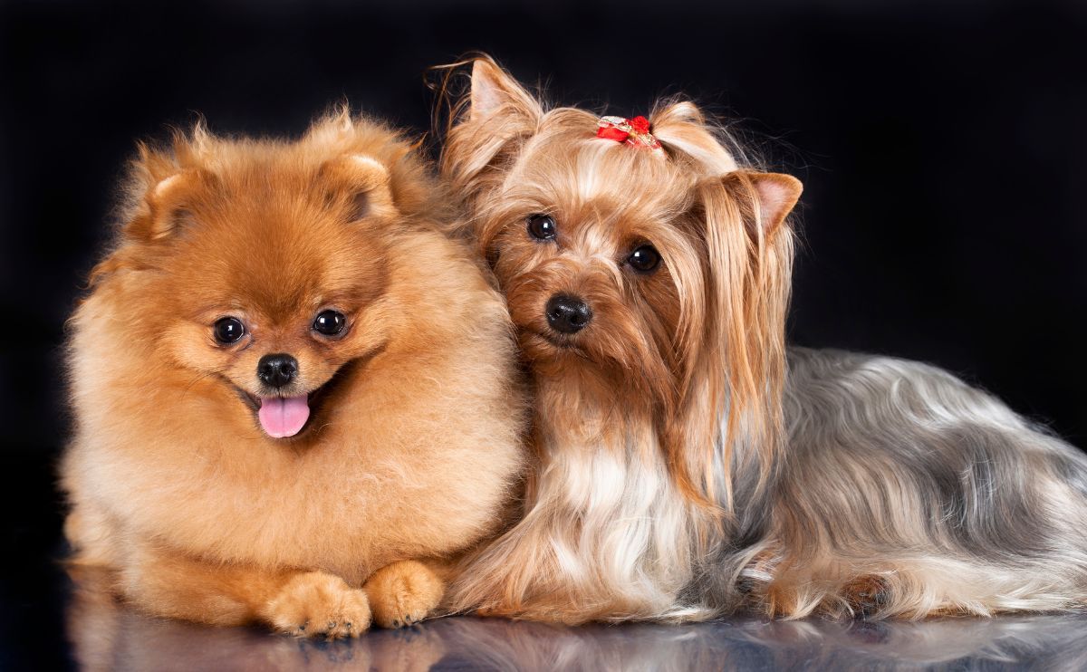 Spitz nain : comment se comporte-t-il avec les autres animaux ?