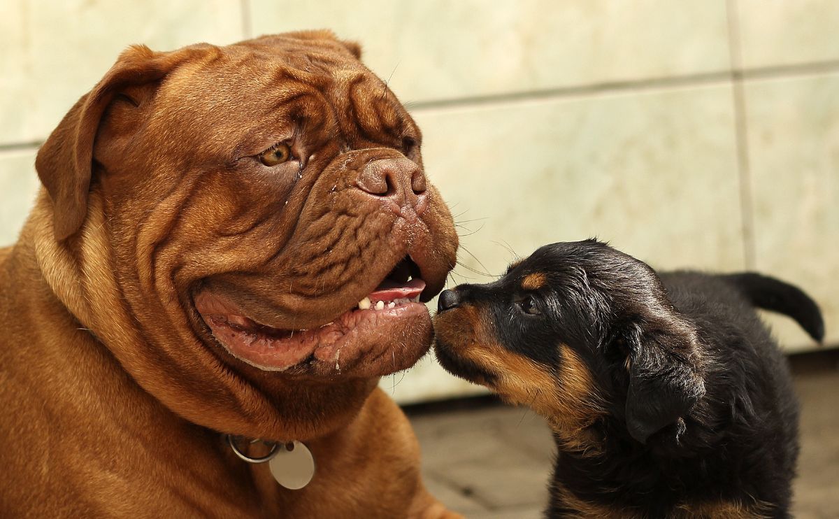 Rottweiler: Charakter, Gesundheit, Sozialisierung