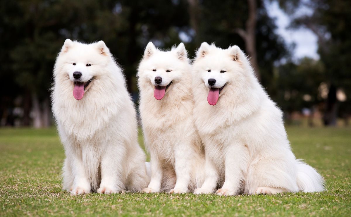 Samoyed: the dog breed with a big smile