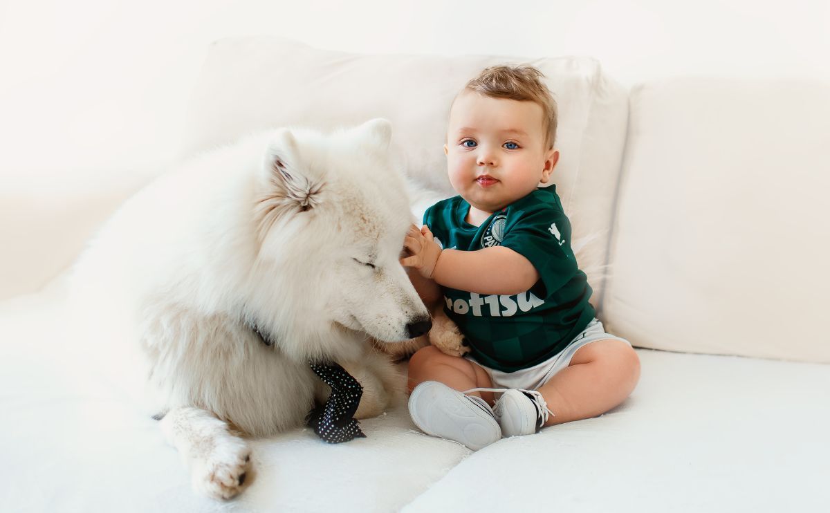 Samoyed: this dog is very sociable, provided you start early